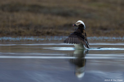 Long-tailed Duck / IJseend