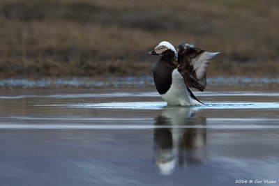 Long-tailed Duck / IJseend