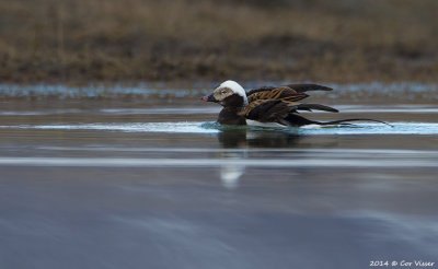 Long-tailed Duck / IJseend
