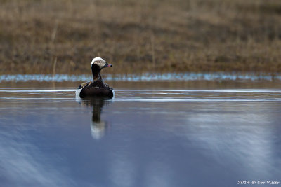 Long-tailed Duck / IJseend