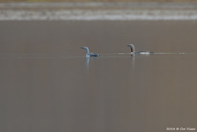 Red-throated Diver - Roodkeelduiker