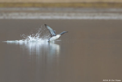 Red-throated Diver - Roodkeelduiker