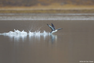 Red-throated Diver - Roodkeelduiker