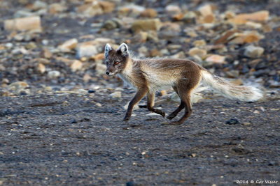 Arctic Fox / Poolvos