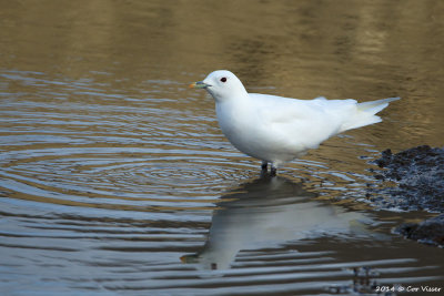 Ivory Gull / Ivoormeeuw