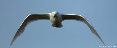 Glaucous gull / Grote Burgemeester