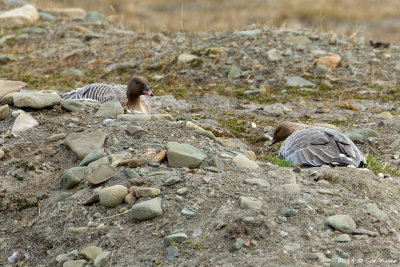 Pink-footed Goose / Kleine Rietgans