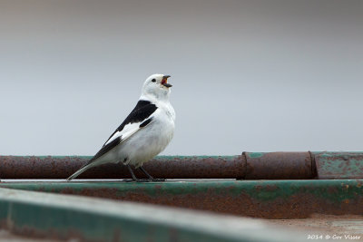 Snow Bunting / Sneeuwgors
