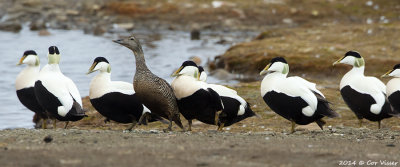 Common Eider / Eider