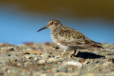 Purple Sandpiper / Paarse Strandloper
