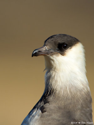 Parasitic jaeger / Kleine Jager