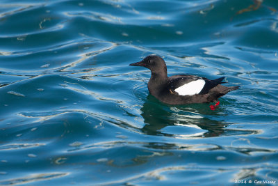 Black Guillemot - Zwarte Zeekoet