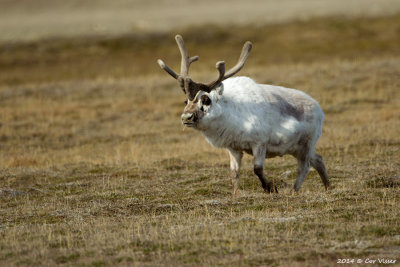 Reindeer - Rendier