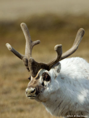 Reindeer - Rendier