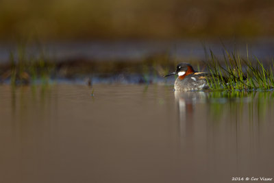 Grey Phalarope / Grauwe Franjepoot