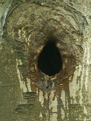 Black Woodpecker / Zwarte Specht
