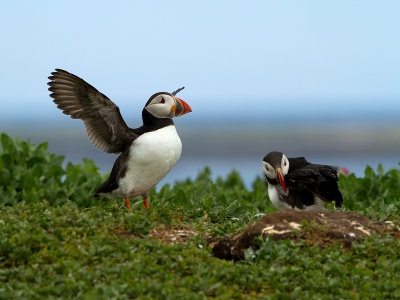 Puffin / Papegaaiduiker