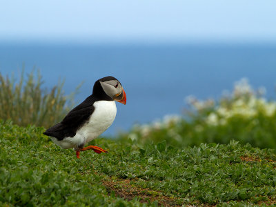 Puffin / Papegaaiduiker