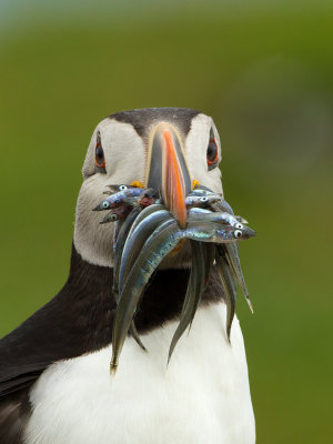 Puffin / Papegaaiduiker