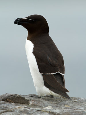 Auk / Alk