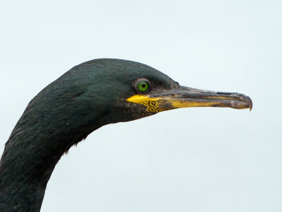 Shag / Kuifaalscholver