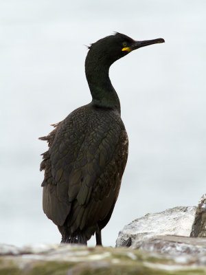 Shag / Kuifaalscholver