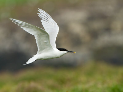 Sandwich tern / Grote stern