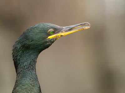 Shag / Kuifaalscholver