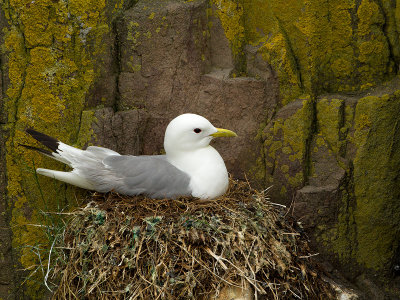 Kittiwake / Drieteenmeeuw