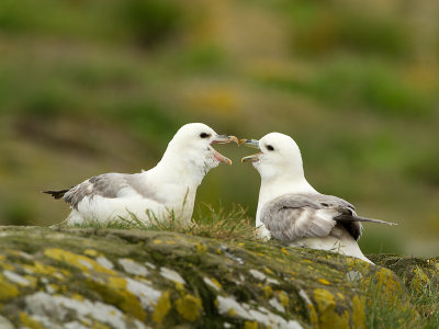 Northern Fulmar / Noordse Stormvogel