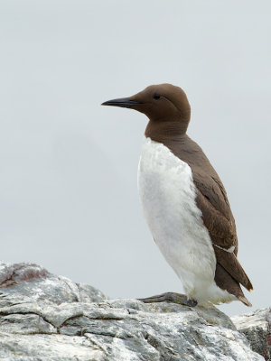Guillemot / Zeekoet