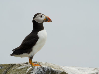 Puffin / Papegaaiduiker