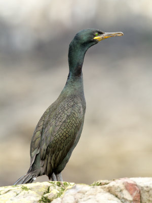 Shag / Kuifaalscholver