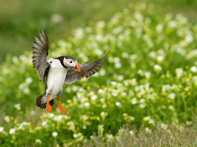 Puffin / Papegaaiduiker