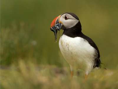 Puffin / Papegaaiduiker