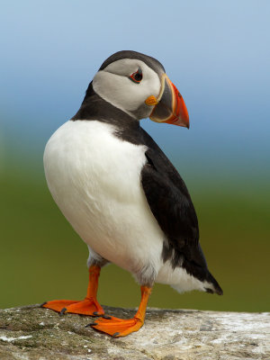 Puffin / Papegaaiduiker