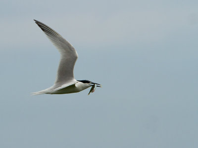 Sandwich tern / Grote stern