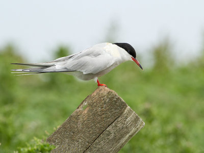 Arctic Tern / Noordse Stern