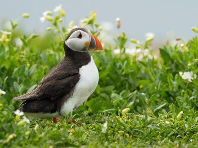 Puffin / Papegaaiduiker