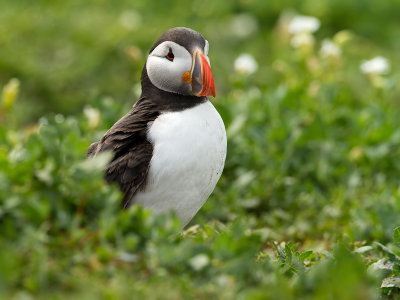 Puffin / Papegaaiduiker