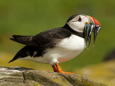 Puffin / Papegaaiduiker