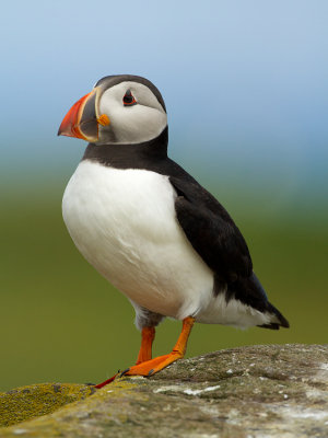 Puffin / Papegaaiduiker
