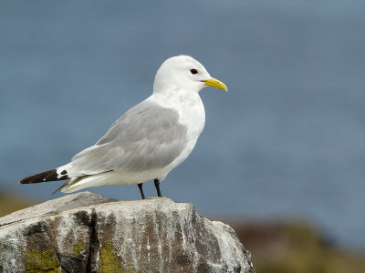 Kittiwake / Drieteenmeeuw