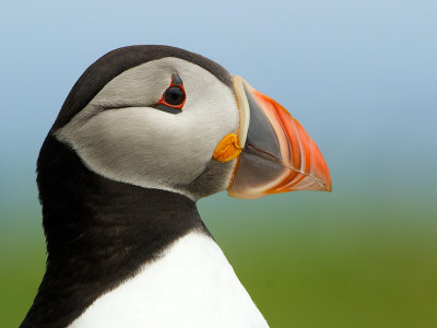 Puffin / Papegaaiduiker