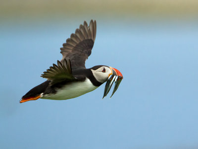 Puffin / Papegaaiduiker