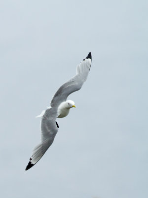 Kittiwake / Drieteenmeeuw