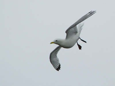 Kittiwake / Drieteenmeeuw