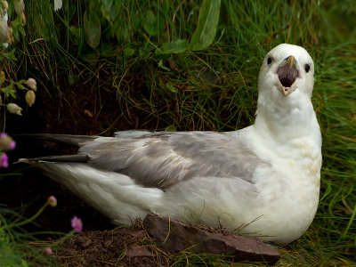 Northern Fulmar / Noordse Stormvogel
