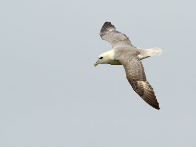 Northern Fulmar / Noordse Stormvogel