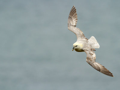 Northern Fulmar / Noordse Stormvogel